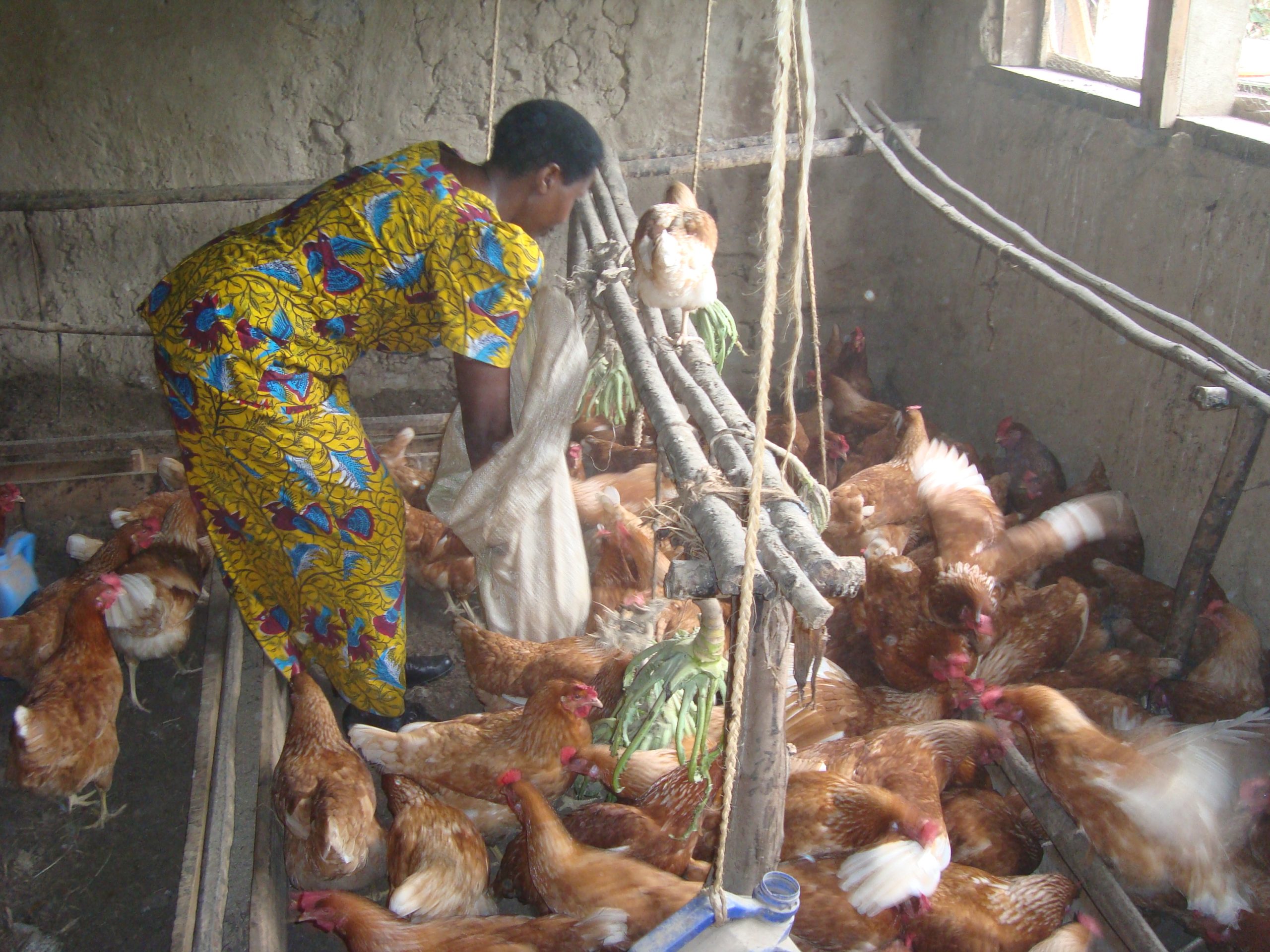 11 (a) Strengthening household income through Poultry farming