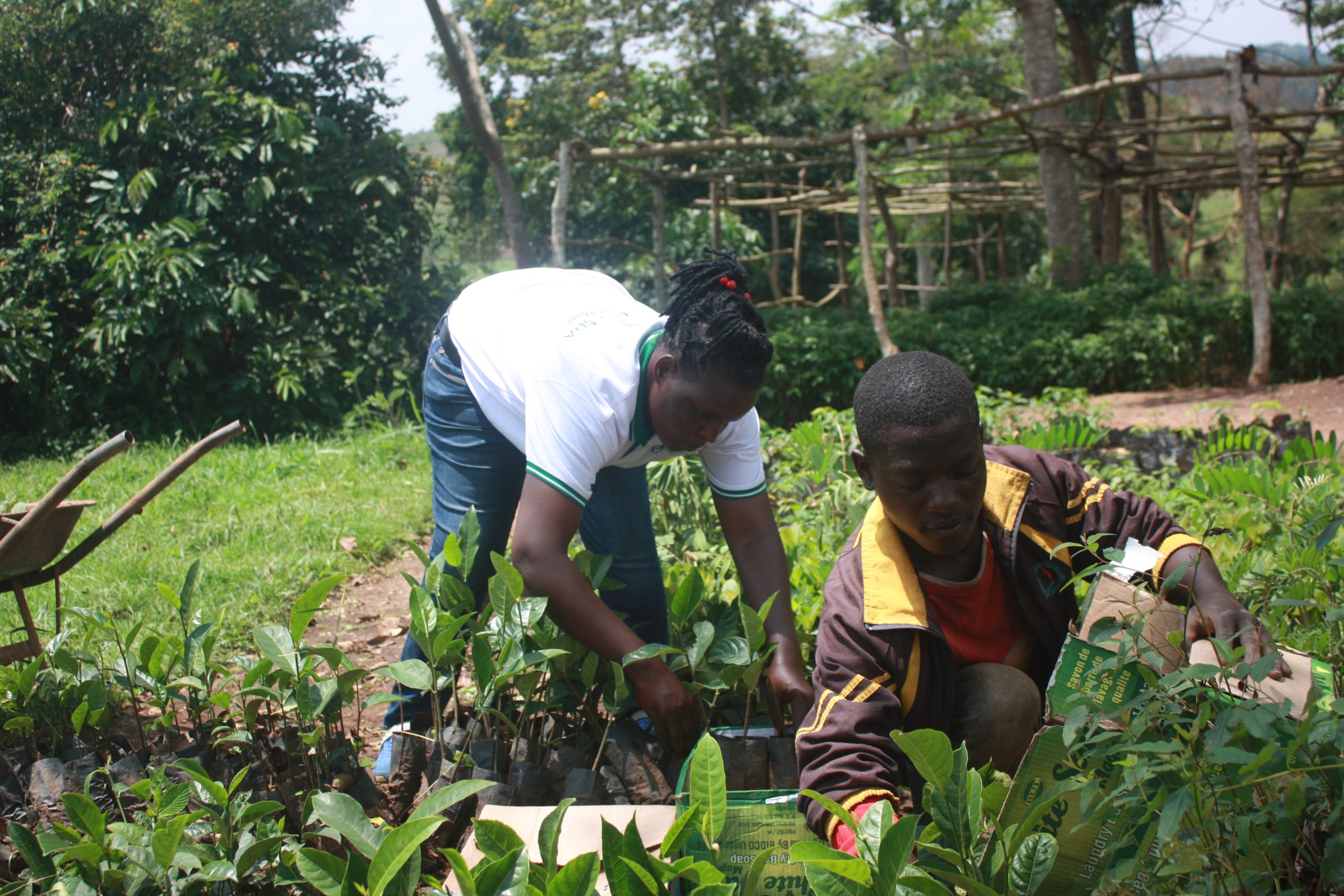 Tree plantlets